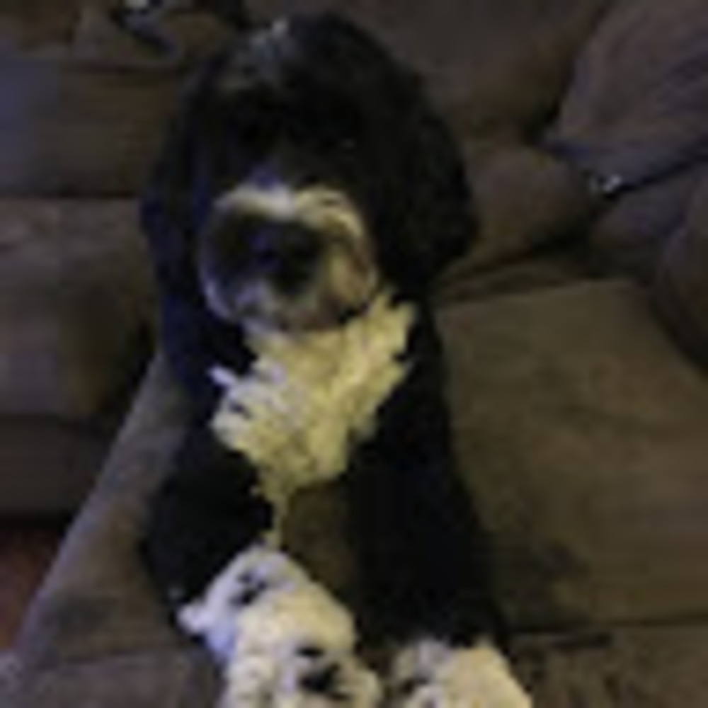 Meet your Posher, Cara